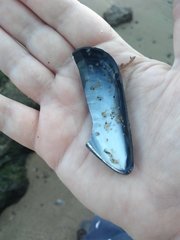 Mytilus edulis