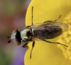 Lejogaster metallina