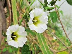 Ipomoea corymbosa