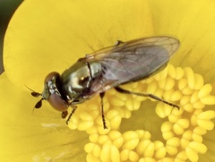 Lejogaster metallina