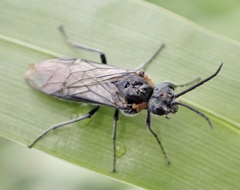 Dolerus haematodes