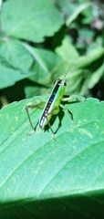 Anisoptera