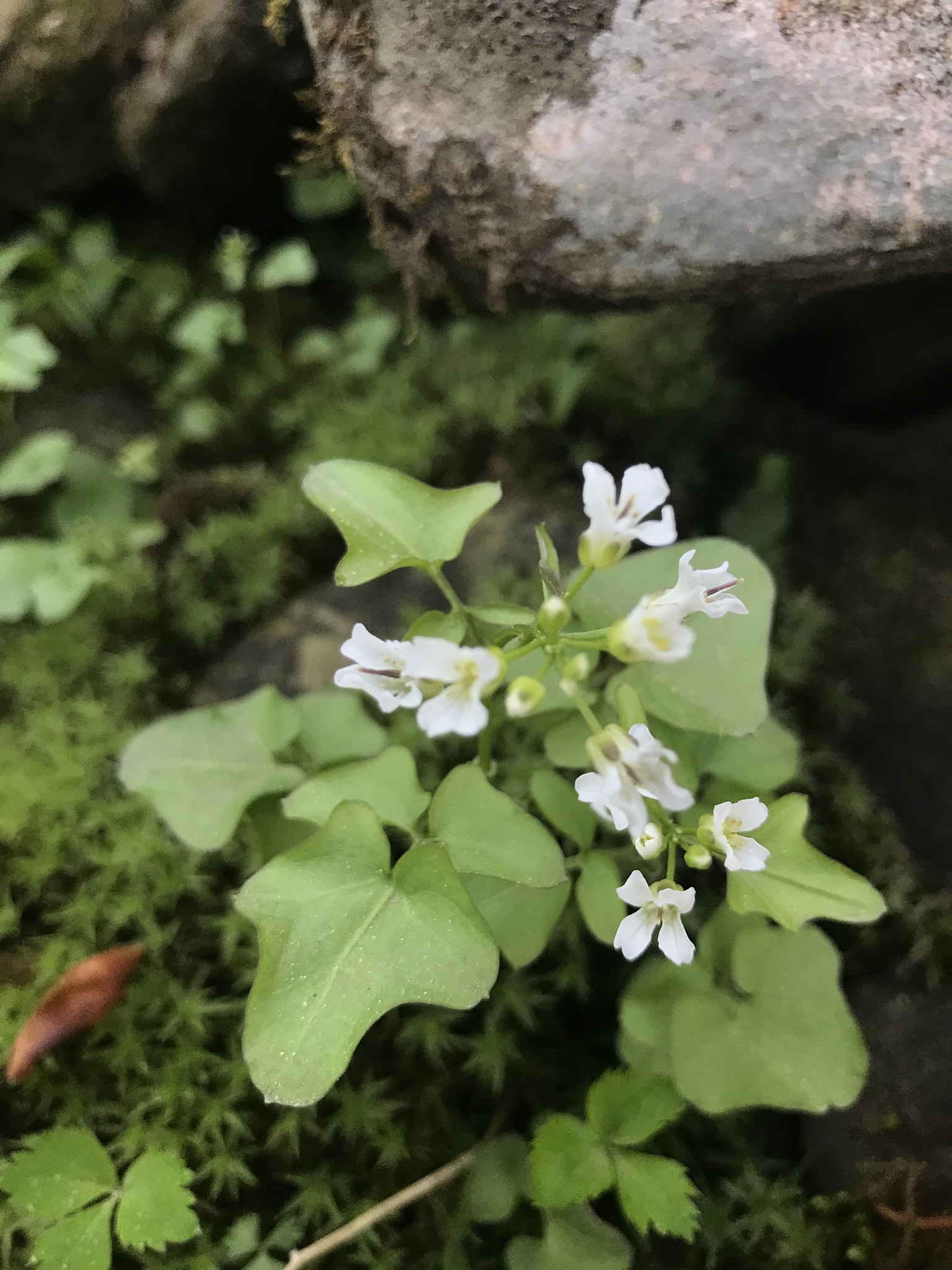 Cardamine clematitis
