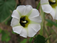 Ipomoea corymbosa