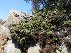 Gleichenia rupestris