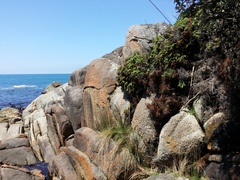 Gleichenia rupestris