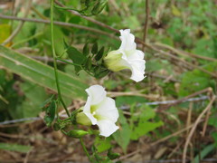 Ipomoea corymbosa