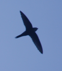 Apus pacificus