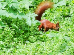 Sciurus vulgaris