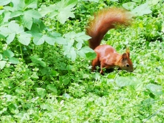 Sciurus vulgaris