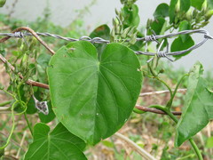 Ipomoea corymbosa