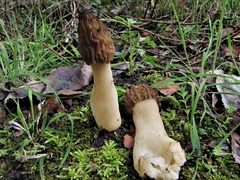 Morchella semilibera