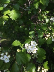 Crataegus acutifolia