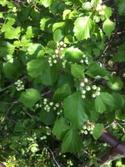 Crataegus acutifolia