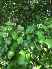 Crataegus acutifolia