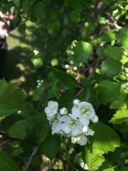 Crataegus acutifolia