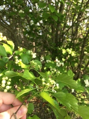 Crataegus acutifolia