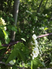 Crataegus acutifolia