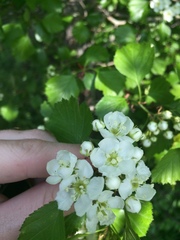 Crataegus acutifolia