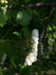 Crataegus acutifolia