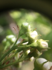 Crataegus acutifolia