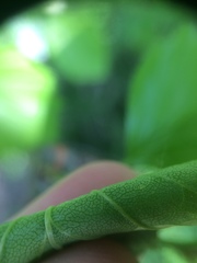 Crataegus acutifolia