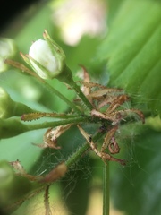 Crataegus acutifolia