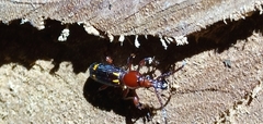 Baryrhynchus poweri