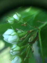 Crataegus acutifolia
