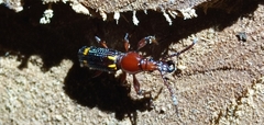 Baryrhynchus poweri