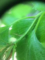 Crataegus acutifolia