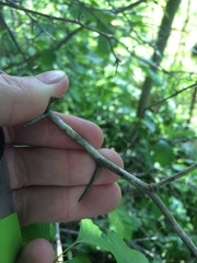 Crataegus acutifolia