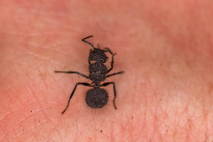 Echinopla melanarctos