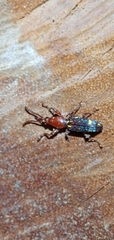 Baryrhynchus poweri