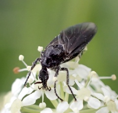 Dilophus febrilis