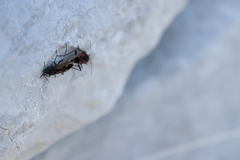 Rhyparochromus