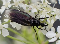 Dilophus febrilis