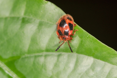 Stenotarsus pardalis