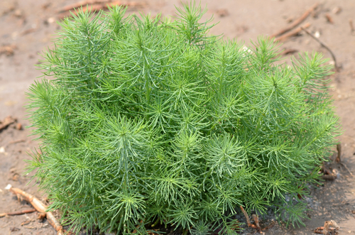grass-leaved saltwort (Suaeda glauca)