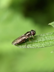Platycheirus albimanus
