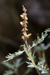 Salvia abrotanoides