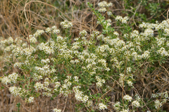 Nitraria sibirica