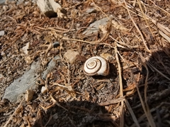 Cernuella aginnica