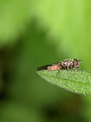Platycheirus albimanus