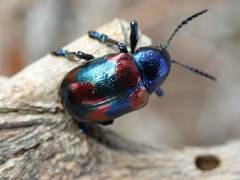 Platycorynus undatus