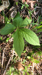 Hybanthus concolor