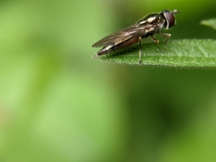 Platycheirus albimanus