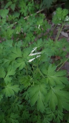 Corydalis capnoides