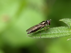 Platycheirus albimanus