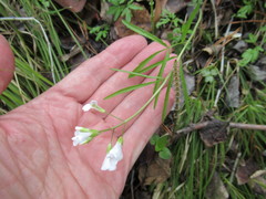Cardamine trifida